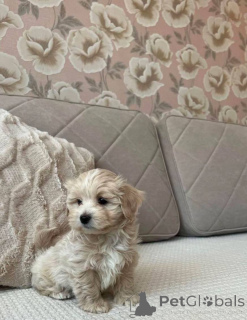 Photo №4. I will sell maltipu in the city of Stralsund. private announcement - price - Is free