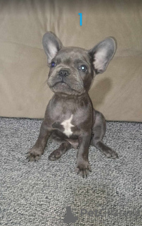 Photo №4. I will sell french bulldog in the city of Werbass. private announcement - price - negotiated