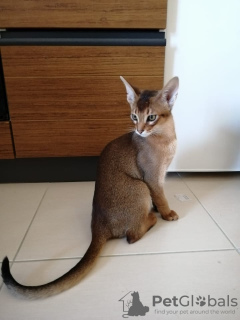 Photo №3. Very affectionate Abyssinian kitten, Abyssinian kittens. Albania