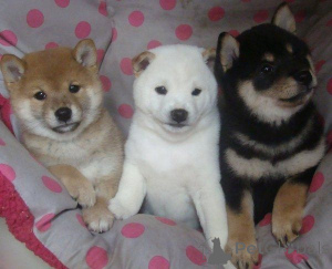 Photo №1. shiba inu - for sale in the city of Gelsenkirchen | 465$ | Announcement № 169473