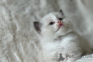 Photo №4. I will sell ragdoll in the city of Innsbruck. breeder - price - 235$
