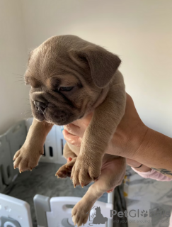 Additional photos: French bulldog puppies for sale