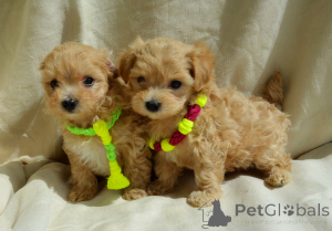 Photo №4. I will sell maltipu in the city of Kiev.  - price - 604$