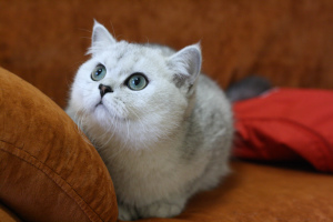 Photo №1. british shorthair - for sale in the city of Yaroslavl | Negotiated | Announcement № 5471