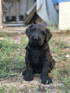 Photo №4. I will sell giant schnauzer in the city of Kharkov. from nursery - price - 551$