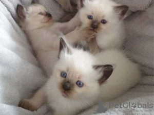 Photo №1. ragdoll - for sale in the city of Munich | 370$ | Announcement № 41483