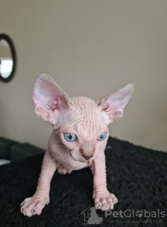 Photo №1. sphynx cat - for sale in the city of Антверпен | 211$ | Announcement № 123521