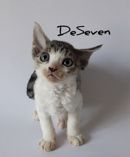 Photo №4. I will sell devon rex in the city of Kiev. from nursery - price - Negotiated