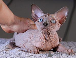 Photo №2 to announcement № 13209 for the sale of sphynx-katze - buy in Ukraine from nursery, breeder