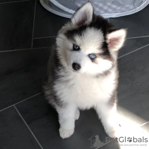 Photo №1. siberian husky - for sale in the city of Люксембург | negotiated | Announcement № 96432