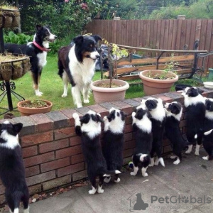 Photo №1. border collie - for sale in the city of Prague | negotiated | Announcement № 109961