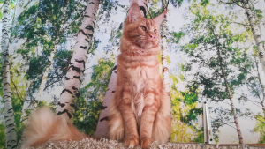 Photo №2 to announcement № 5530 for the sale of maine coon - buy in Russian Federation from nursery