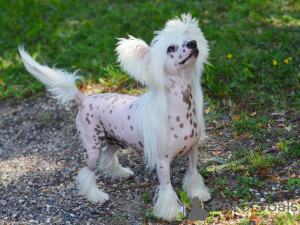 Photo №1. chinese crested dog - for sale in the city of Munich | 528$ | Announcement № 105358