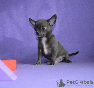 Photo №2 to announcement № 3101 for the sale of chihuahua - buy in Russian Federation from nursery