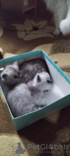 Additional photos: cute kittens