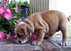 Photo №1. english bulldog - for sale in the city of Anderny | negotiated | Announcement № 169302