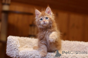 Photo №1. maine coon - for sale in the city of Alain | 329$ | Announcement № 147309