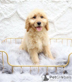 Photo №1. golden retriever - for sale in the city of Woltersdorf | 423$ | Announcement № 99460