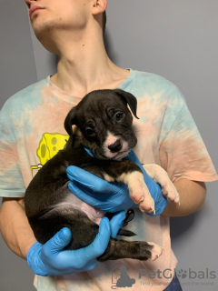 Photo №2 to announcement № 132194 for the sale of american bully - buy in Serbia private announcement, from nursery, breeder