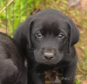 Photo №3. Labrador Retriever Puppies. United Kingdom