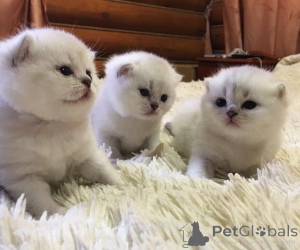 Photo №1. british shorthair - for sale in the city of Serpukhov | 254$ | Announcement № 142239
