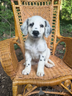 Photo №2 to announcement № 175556 for the sale of dalmatian dog - buy in Germany breeder
