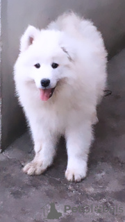 Photo №1. samoyed dog - for sale in the city of Bucharest | 317$ | Announcement № 41991