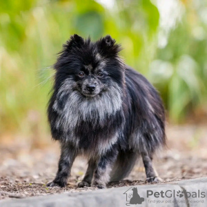 Photo №1. pomeranian - for sale in the city of Warsaw | negotiated | Announcement № 122961