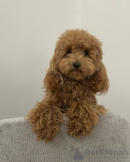 Photo №3. Toilet trained poodle toy. Portugal