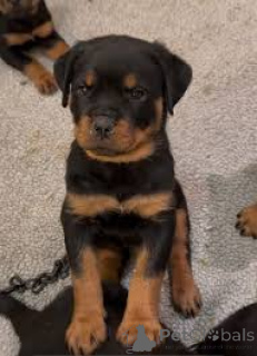 Photo №2 to announcement № 165996 for the sale of rottweiler - buy in Spain private announcement, breeder