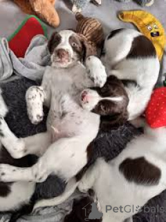 Photo №3. English Springer Spaniel for sale.. United Kingdom