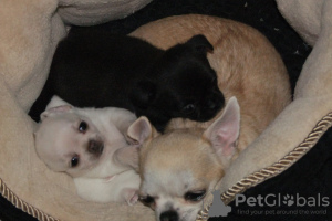 Photo №1. chihuahua - for sale in the city of Gdańsk | 332$ | Announcement № 19310