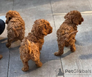 Photo №1. poodle (toy) - for sale in the city of Мадрид | 423$ | Announcement № 121159