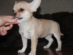 Photo №1. chihuahua - for sale in the city of Kiev | 219$ | Announcement № 3777