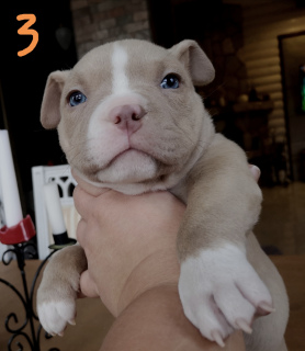 Photo №3. American bully pocket puppies. Belarus