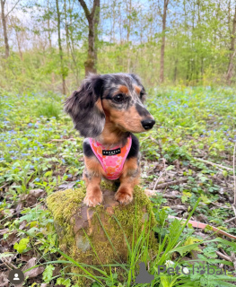 Photo №2 to announcement № 104012 for the sale of dachshund - buy in Germany breeder