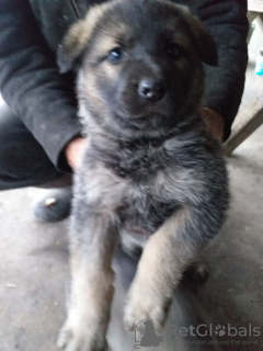 Photo №1. german shepherd - for sale in the city of Kharkov | 36$ | Announcement № 8489