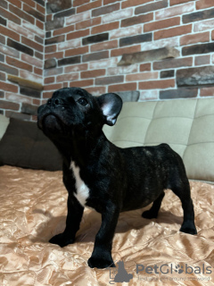 Additional photos: healthy French Bulldog puppies