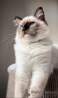 Photo №2 to announcement № 71276 for the sale of ragdoll - buy in Poland breeder