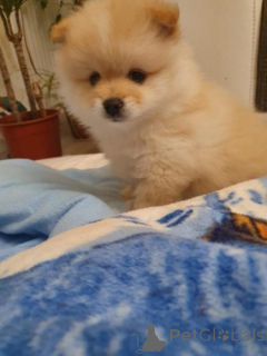 Photo №3. Adorable Pomeranian puppies seeking loving homes. Australia