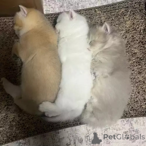 Photo №2 to announcement № 167268 for the sale of british shorthair - buy in Germany private announcement