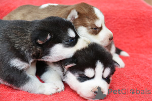 Photo №2 to announcement № 160924 for the sale of siberian husky - buy in Belgium private announcement, breeder