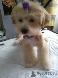 Photo №3. Maltipa. Georgia