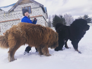 Photo №3. I will sell puppies of Tibetan_Mastif. Russian Federation