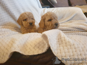Photo №2 to announcement № 13660 for the sale of poodle (toy) - buy in Russian Federation 