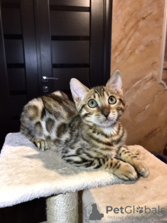 Photo №4. I will sell bengal cat in the city of White church. private announcement - price - 600$