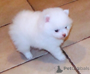 Photo №2 to announcement № 170366 for the sale of pomeranian - buy in Ireland 