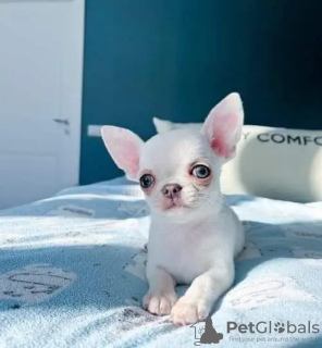 Photo №3. Lovely Chihuahua puppies for sale.. United States