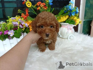 Photo №1. poodle (toy) - for sale in the city of Aschaffenburg | negotiated | Announcement № 166402