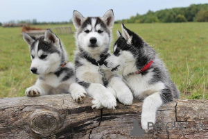Photo №1. siberian husky - for sale in the city of Berlin | negotiated | Announcement № 98688